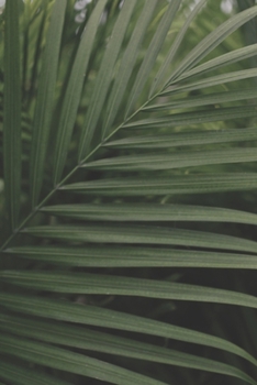 Journal: 150 Dot Grid Sheets, 6x9 Inches, Tropical Greenery, Plan Your Day and Organize Your Life, Tracker, Productivity, Diary, Notebook