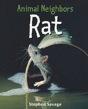 Rat