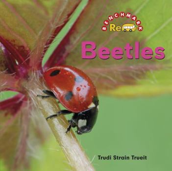 Beetles - Book  of the Backyard Safari