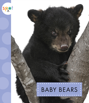Baby Bears - Book  of the Spot Baby Animals