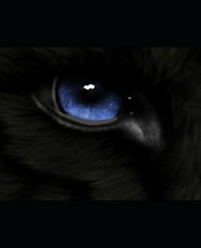 Paperback Wolf: Answers: Book 2 of the Wolf Series. Book