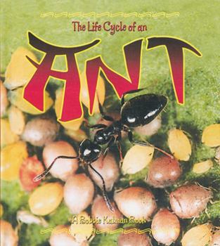 Hardcover The Life Cycle of an Ant Book