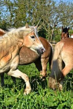 Paperback Chestnut Notebook Book