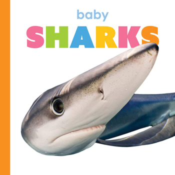 Paperback Baby Sharks Book