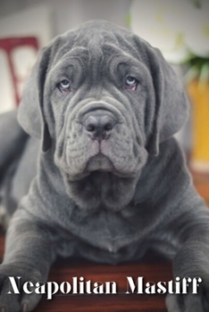 Paperback Neapolitan Mastiff: Dog breed overview and guide Book