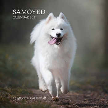 Paperback Samoyed Calendar 2021: 16 Month Calendar Book