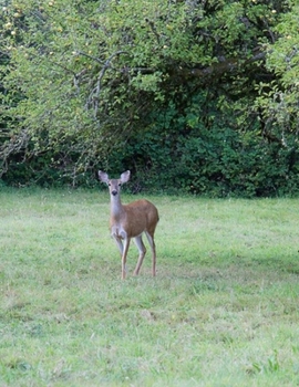 Paperback Doe in a Field Journal: 100-page blank lined journal featuring a doe in a field Book