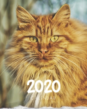 Calendar 2020: Cat Beautiful Golden Kitty Planner For Year January - December Weekly Planner