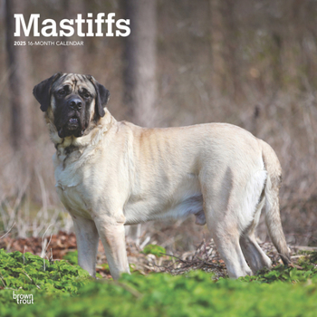 Calendar Mastiffs 2025 12 X 24 Inch Monthly Square Wall Calendar Plastic-Free Book