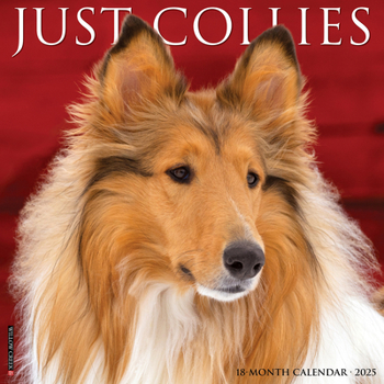 Calendar Just Collies 2025 12 X 12 Wall Calendar Book