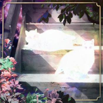 Vinyl Retinal Bloom (LP) Book