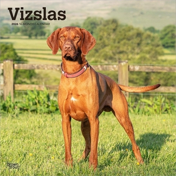 Calendar Vizslas 2026 12 X 24 Inch (Hanging) Monthly Square Wall Calendar Plastic-Free Book