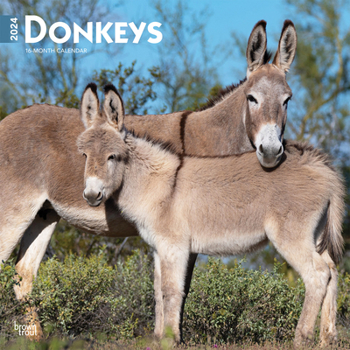 Calendar Donkeys 2024 Square Book