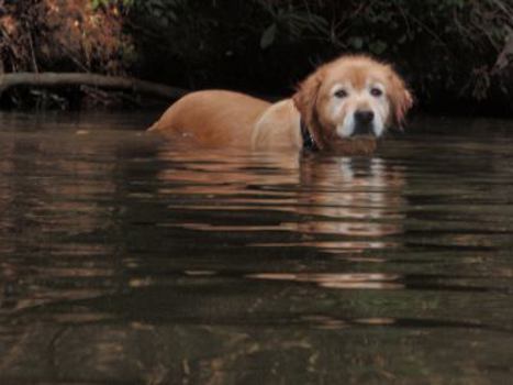 Chloe's Gift: Lost Is Found