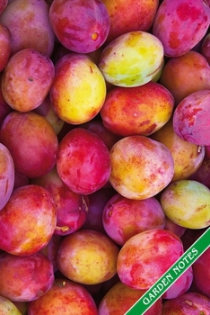 Paperback Garden Notes: Fully ripe plums. Format A5, 120 pages, fine grey lined. Journal, diary, notebook and garden planner for everything th Book