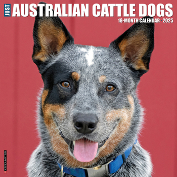 Calendar Just Australian Cattle Dogs 2025 12 X 12 Wall Calendar Book