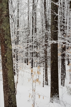 2020 Weekly Planner Winter Season Pretty Woods 134 Pages: 2020 Planners Calendars Organizers Datebooks Appointment Books Agendas