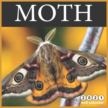 Moth 2021 Wall Calendar: 16 Months calendar 2021, Cute Butterflies Calendar 2021