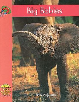 Paperback Big Babies Book