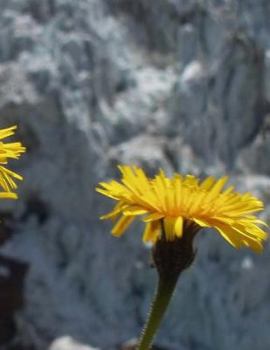 Flower Notebook Large Size 8.5 x 11 Ruled 150 Pages Softcover