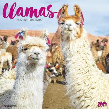 Llamas 2019 Wall Calendar