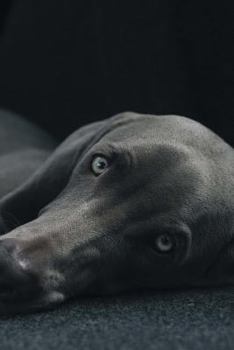 Weimaraner Dog Journal: Journal/ Lined Notebook / Diary