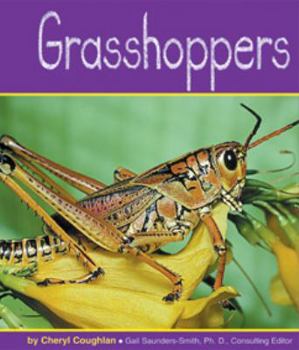 Grasshoppers - Book  of the Insects