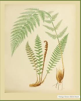 Vintage Nature Sketch Book : Vintage Nature Print (9), 8 X 10 , Sketch Pad, for Drawing, Unlruled Drawing Paper Pad - [Professional Binding]