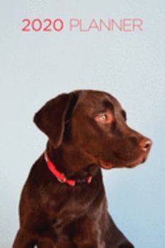 2020 Planner: Increase productivity, improve time management, reach your goals: Lovely chocolate Labrador Retriever: Modern artistic photography style
