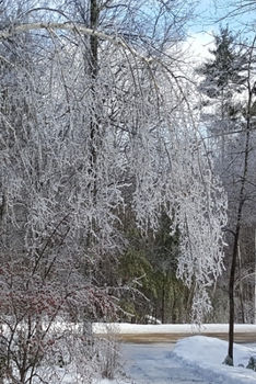 Paperback 2020 Daily Planner Winter Ice Storm Birch Tree Snow Covered 388 Pages: 2020 Planners Calendars Organizers Datebooks Appointment Books Agendas Book