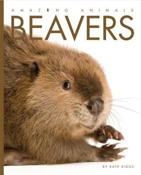Library Binding Amazing Animals Beavers Book