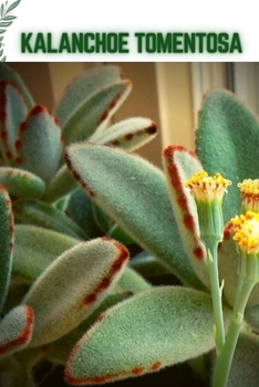 Kalanchoe Tomentosa: Become a professional Planter