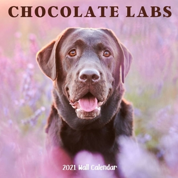 Chocolate Labs 2021 Wall Calendar: Chocolate Labs 2021 Calendar,18 Months
