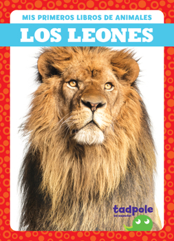 Library Binding Los Leones (Lions) [Spanish] Book