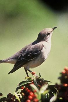 Paperback Arkansas State Bird - Northern Mockingbird Journal: 150 page lined notebook/diary Book