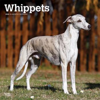 Calendar Whippets 2020 Square Book