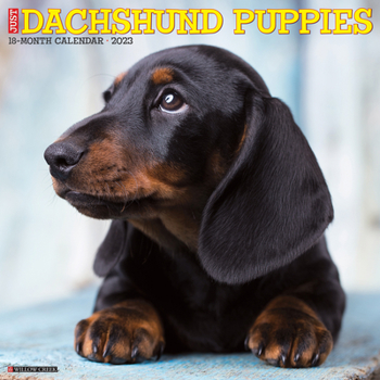 Calendar Just Dachshund Puppies 2023 Wall Calendar Book