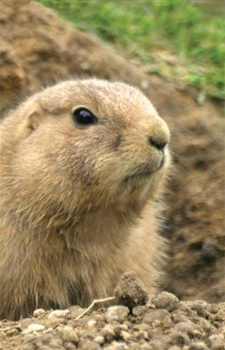 Hardcover Prairie Dog Lined Journal Book