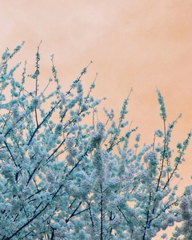 Journal: 200 Lined & Dated Pages, Cherry Blossoms, Peach/Blue 8x10 Inches, Diary & Notebook for Writing, Brainstorming, Note-Taking, Relieving Stress & More