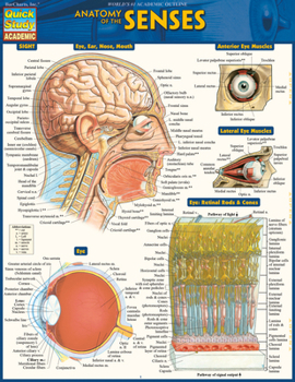 Misc. Anatomy of the Senses: Quickstudy Laminated Reference Guide Book