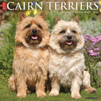 Calendar Just Cairn Terriers 2024 12 X 12 Wall Calendar Book