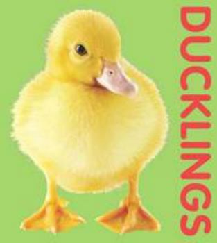 Board book Photographic Shaped Board Book: Ducklings Book