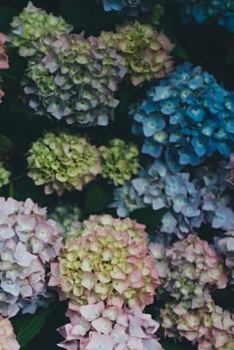 Hydrangeas : Flower: Journal/Notebook/Diary