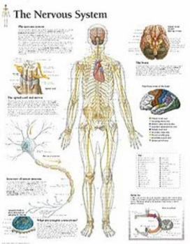 Wall Chart The Nervous System Chart: Wall Chart Book