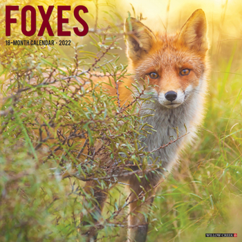 Calendar Foxes 2022 Wall Calendar Book