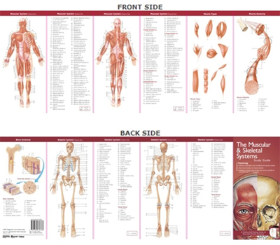 Flexibound Anatomical Chart Company's Illustrated Pocket Anatomy: The Muscular & Skeletal Systems Study Guide Book