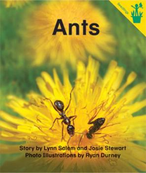 Paperback Early Reader: Ants Book