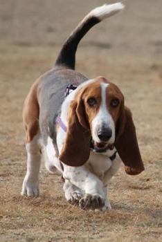 Paperback Happy Bassett Hound Journal: 150 Page Lined Notebook/Diary Book