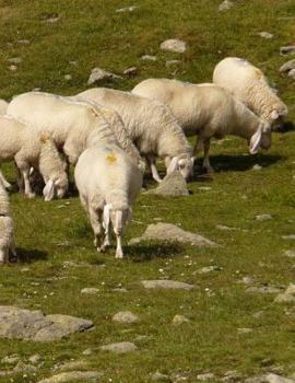 Paperback Sheep Notebook Large Size 8.5 x 11 Ruled 150 Pages Softcover Book