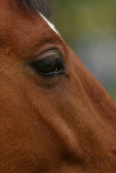 Paperback 2020 Weekly Planner Horse Photo Equine Bay Horse Closeup 134 Pages: 2020 Planners Calendars Organizers Datebooks Appointment Books Agendas Book